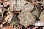 Allegheny spurge